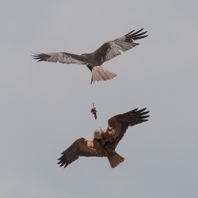 Image3 (Marsh Harriers)