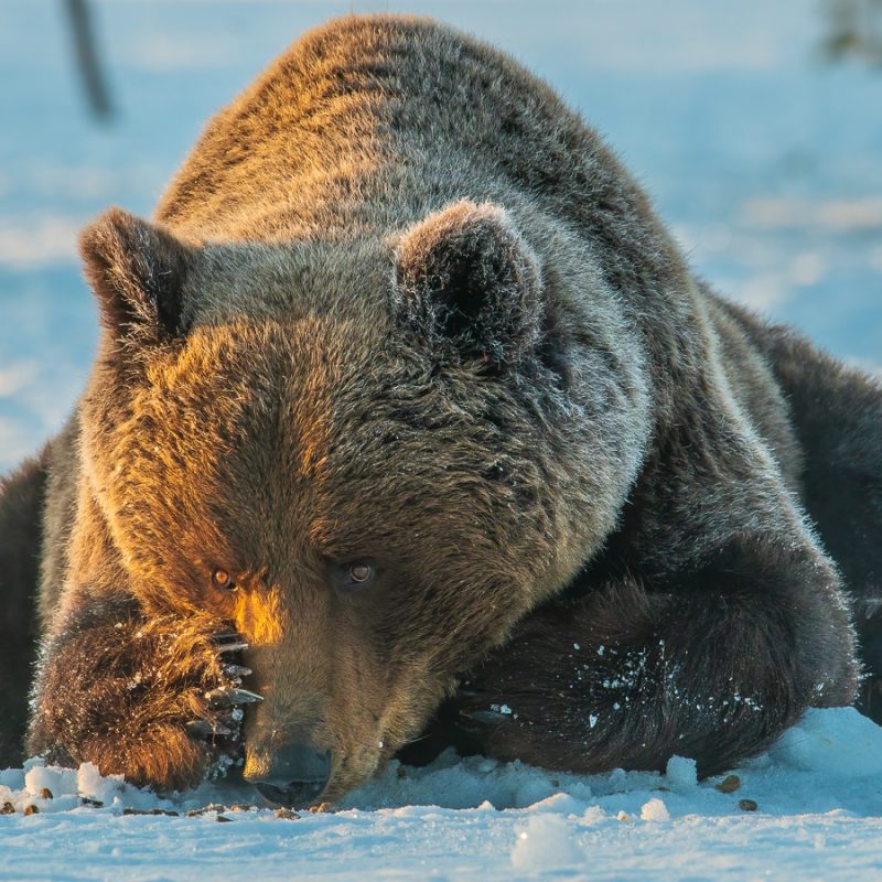 Image10 (Brown Bear)