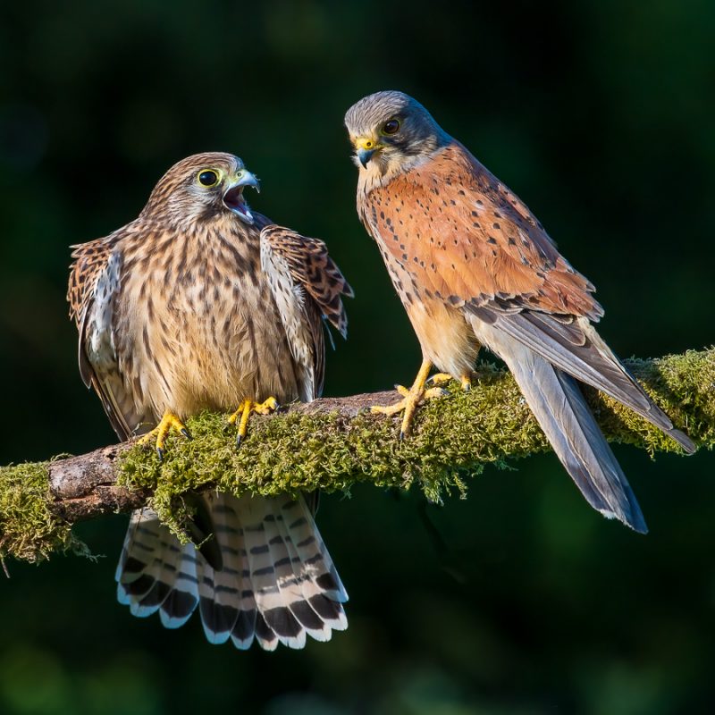 Image6 (Kestrels)