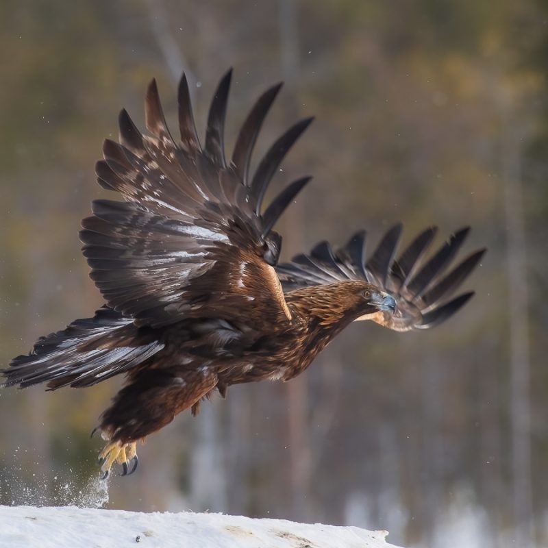 Image7 (Golden Eagle)