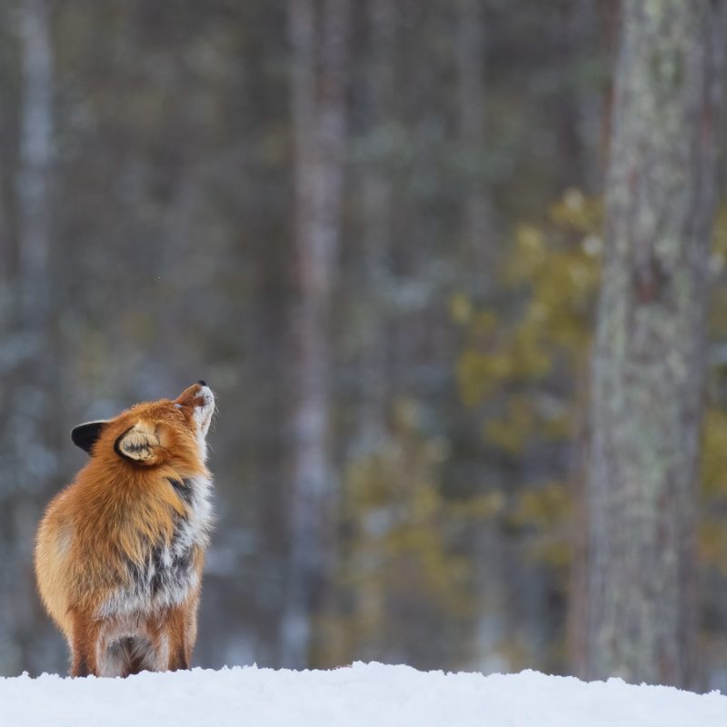 Image2 (Red Fox)