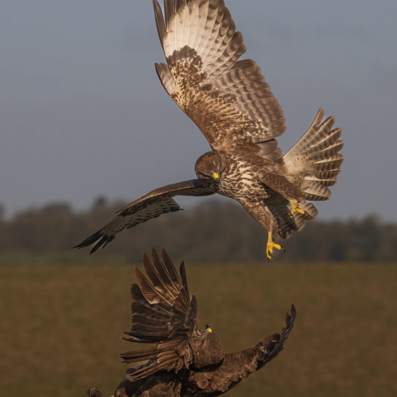 Image11 (Buzzards – Fighting)