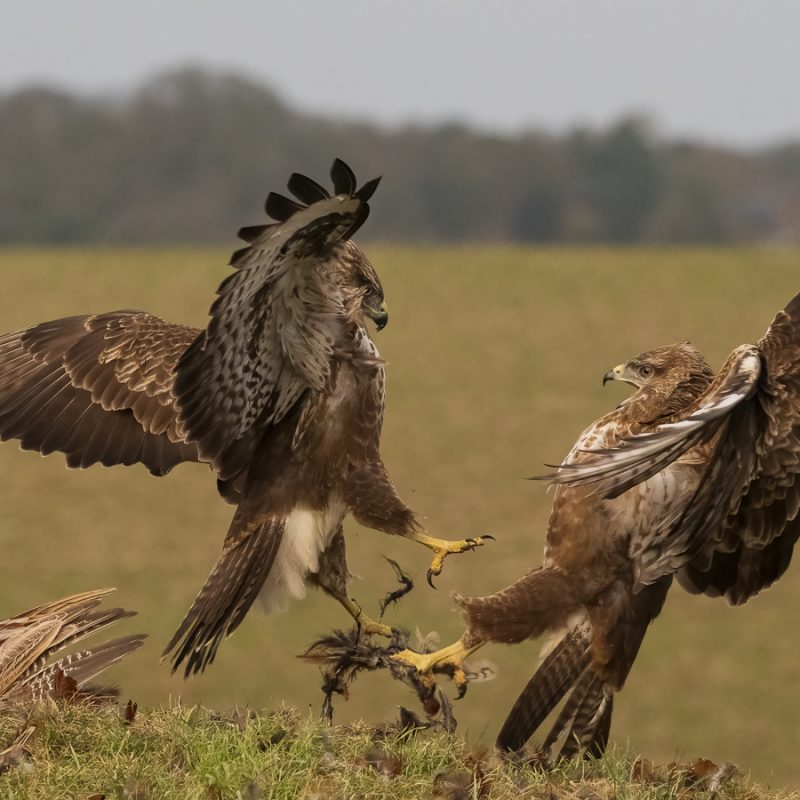 Image9 (Buzzards)