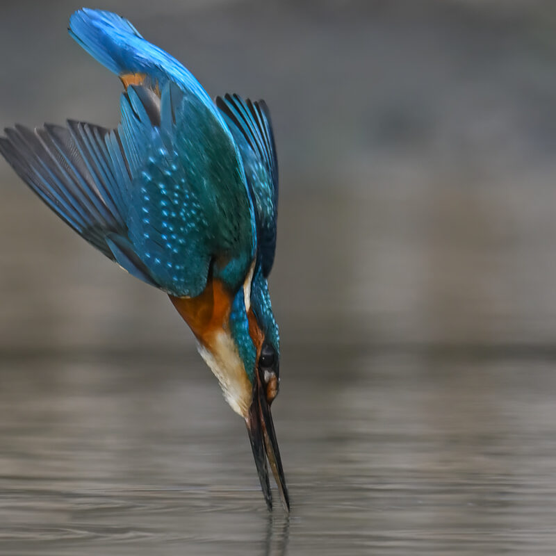 Image4 (Kingfisher – Diving)