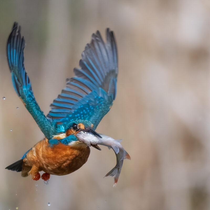 Image5 (Kingfisher with Fish)