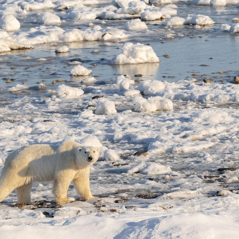 Polar Bear 2