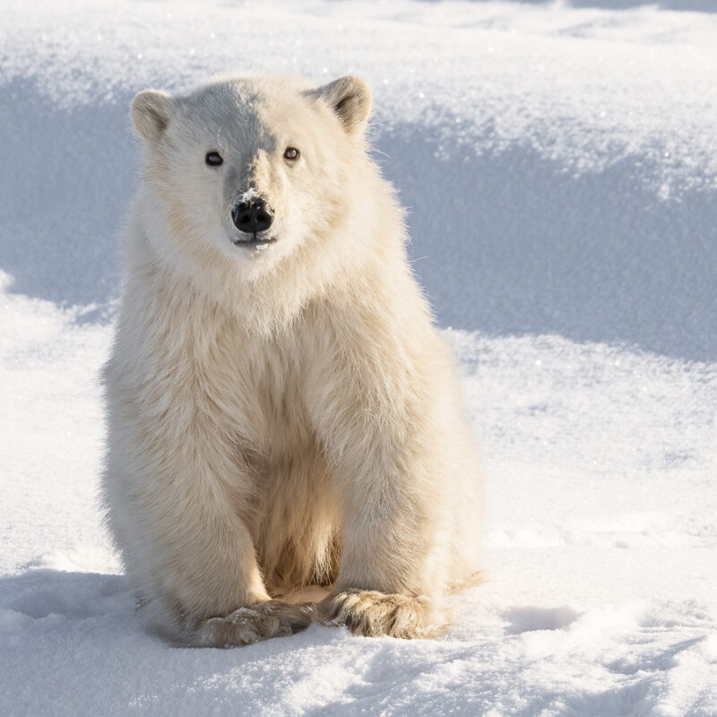 Image 13 Polar Bear