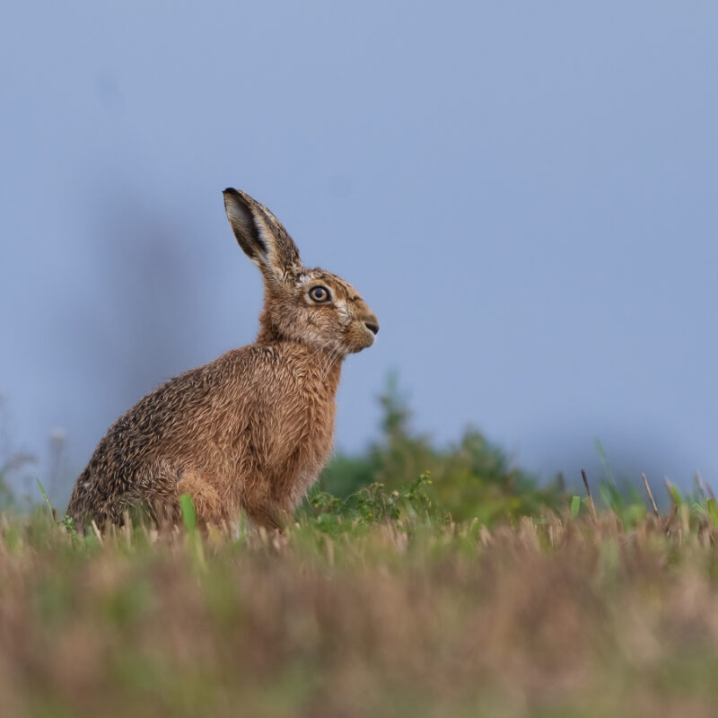 Hare_2