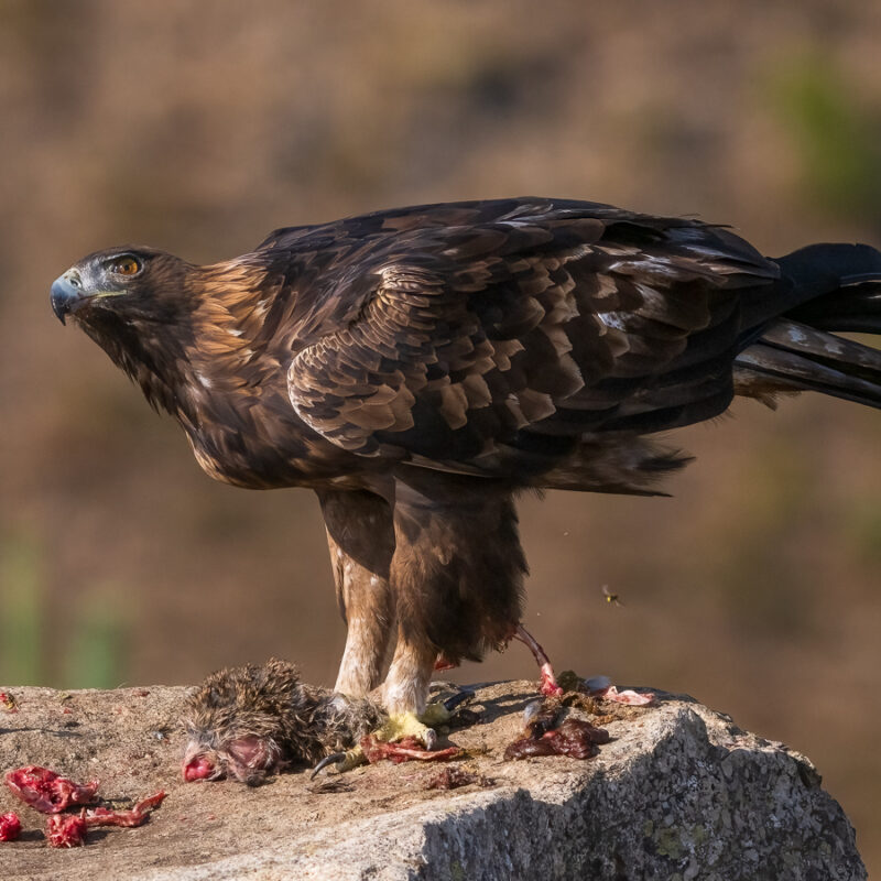 Golden Eagle