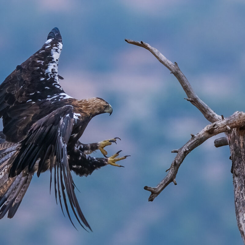 Imperial Eagle