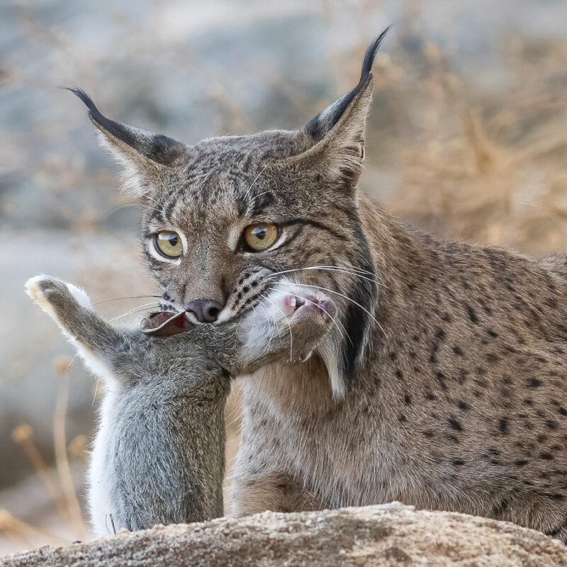 Iberian Lynx