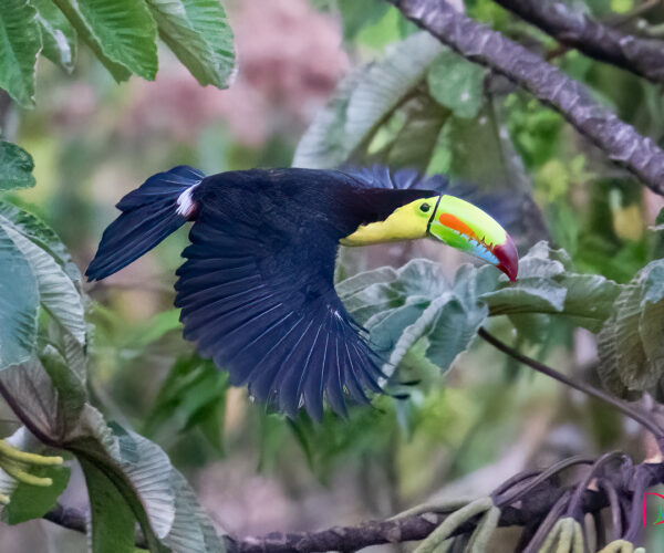 Costa Rica
