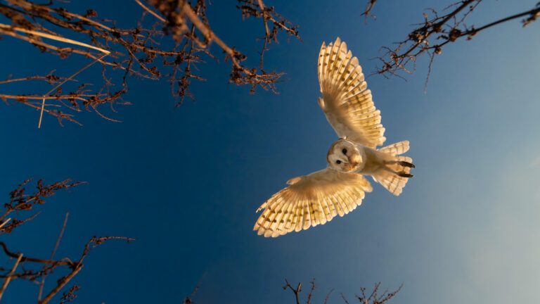 Barn Owl