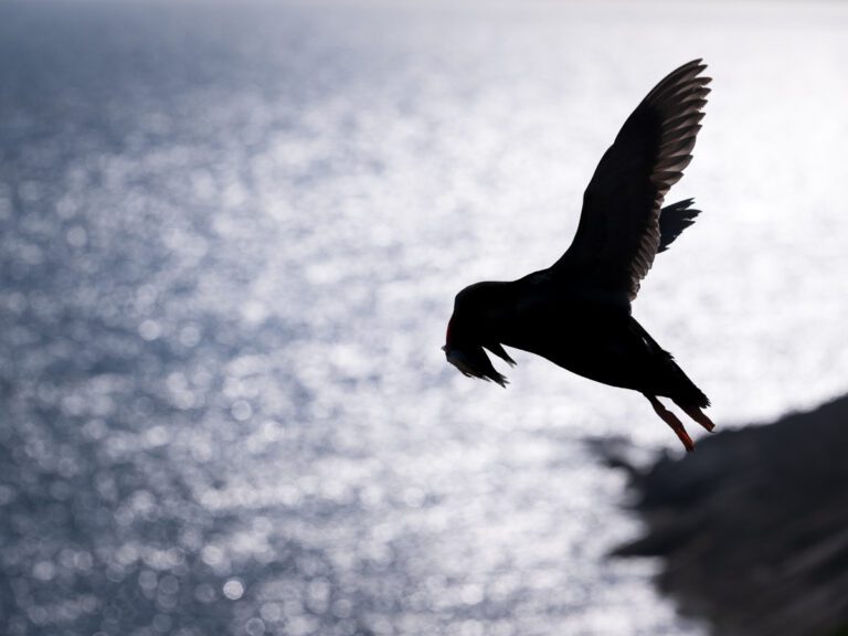 May 2024 – Skomer Island