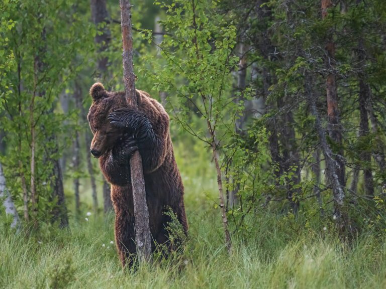 We can Bear-ly see you!